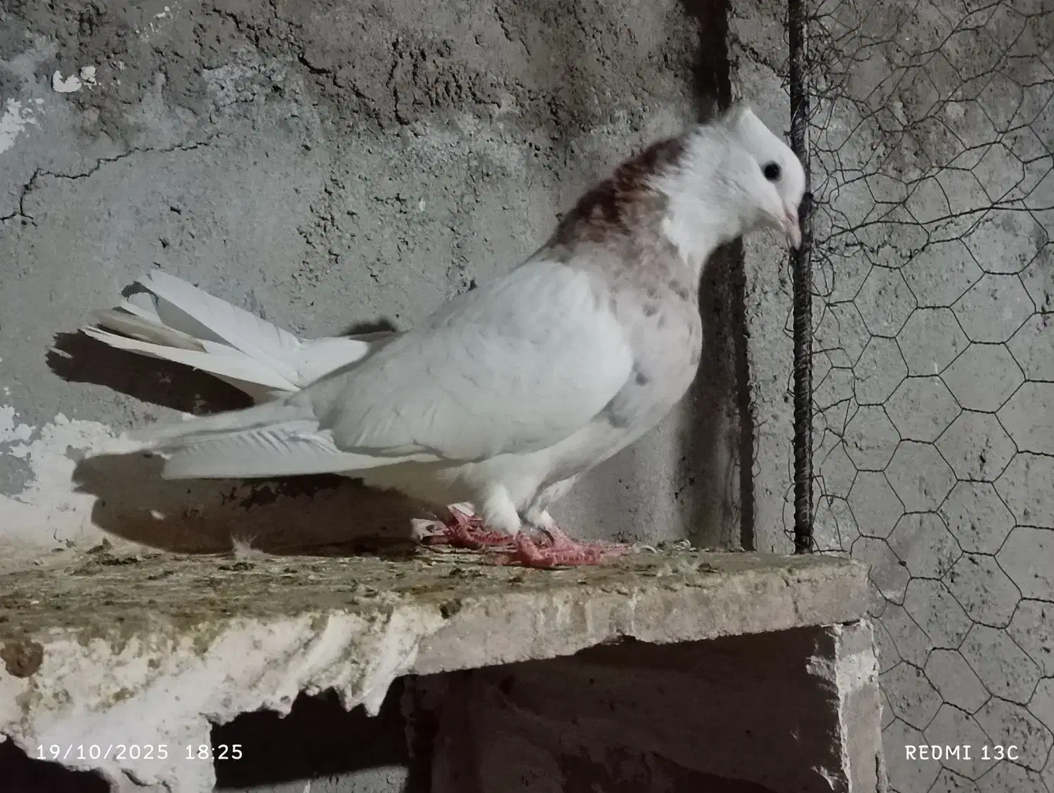 کبوتر طوقی|پرنده|چرداول, |دیوار