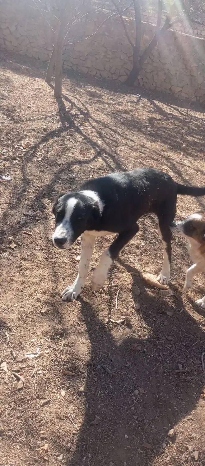 توله سگ ۷ماهه|سگ|بجنورد, |دیوار