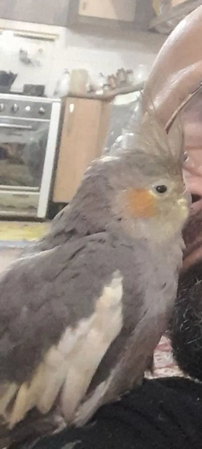 عروس هلندی گمشده|حیوانات|گرگان, |دیوار