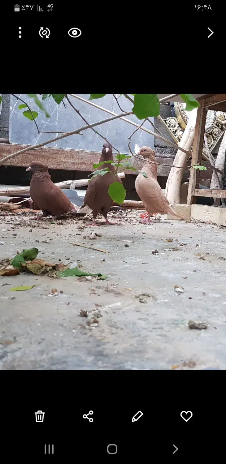 ۳تادمسفید|پرنده|امیدیه, |دیوار