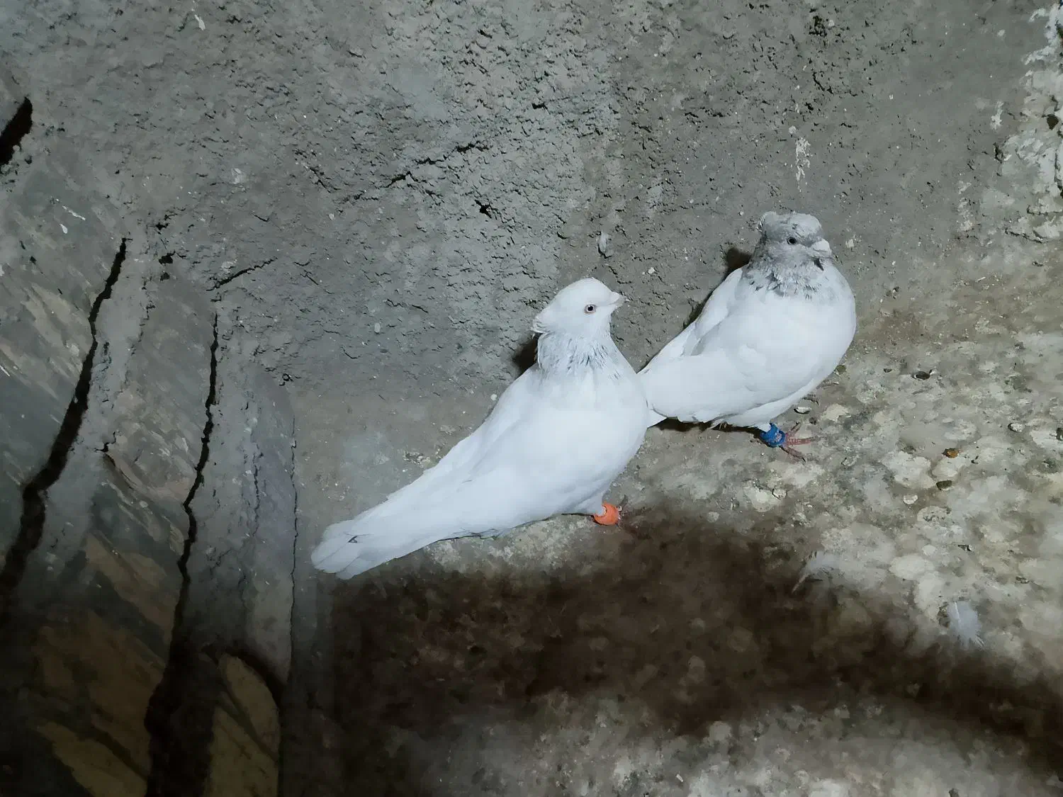 صید|پرنده|تربت جام, والفجر|دیوار