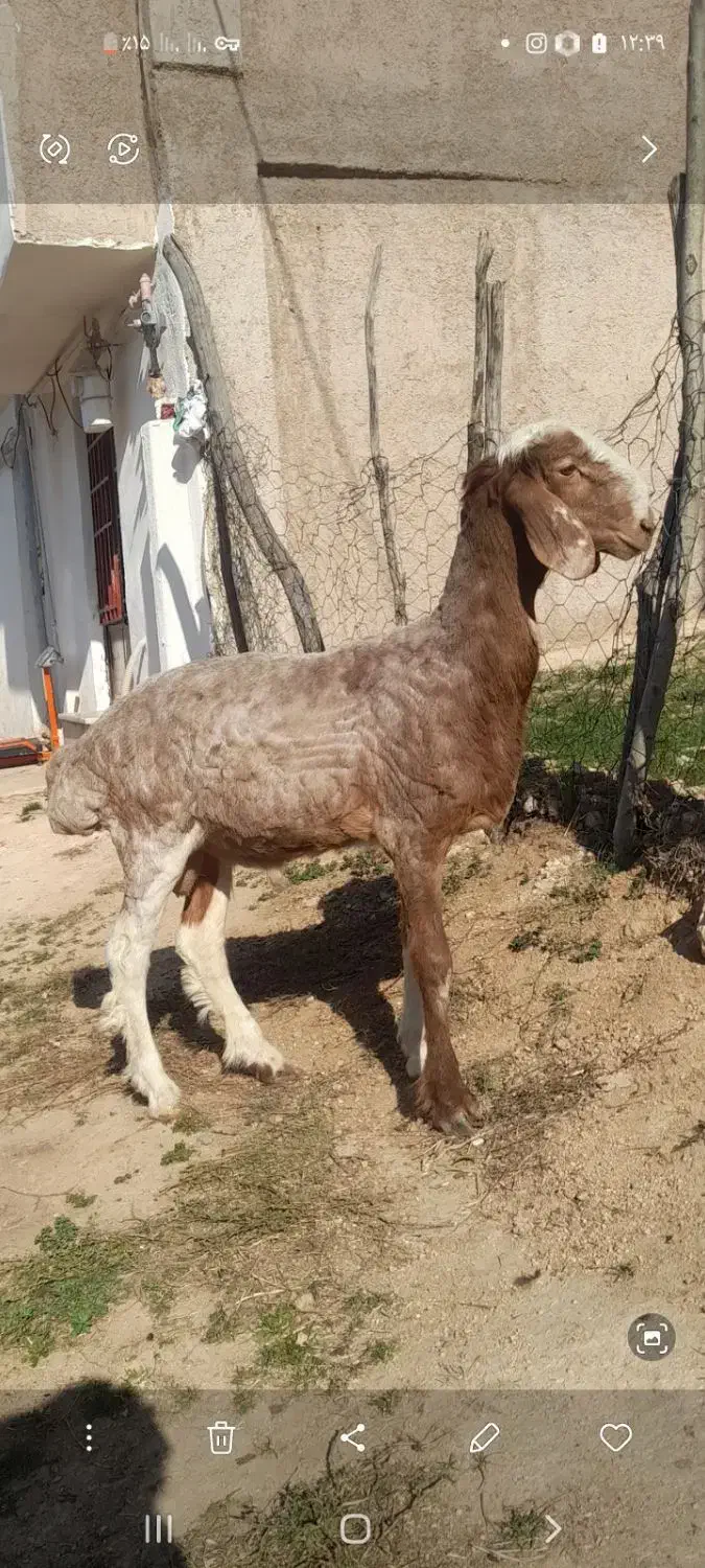 یک عدد تقلی تخمی  درجه یک چینی|حیوانات مزرعه|دوزین, |دیوار