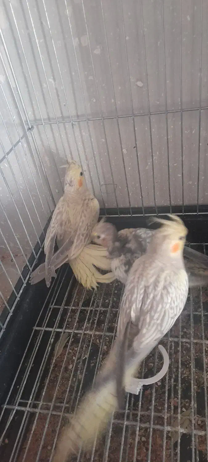 چهار عدد عروس هلندی|پرنده|خمینی‌شهر, |دیوار