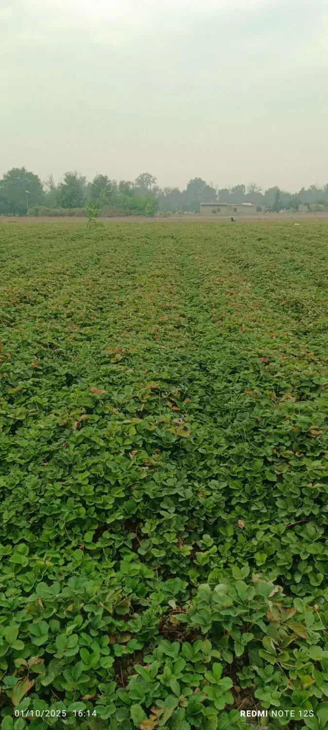 نهال پر|گل و گیاه طبیعی|دلند, |دیوار