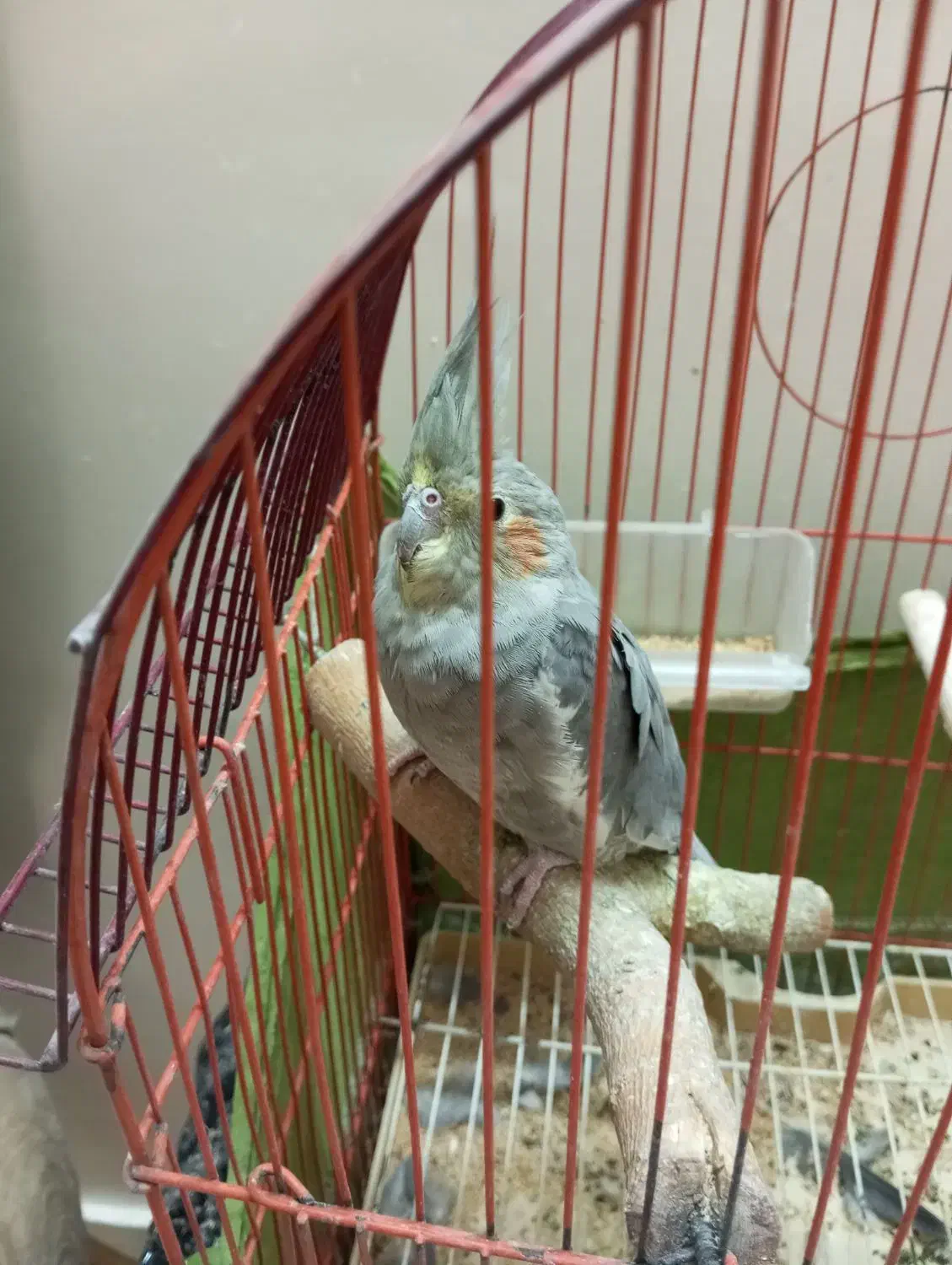 پرنده عروس هلندی|پرنده|تهران, قصر فیروزه ۲|دیوار