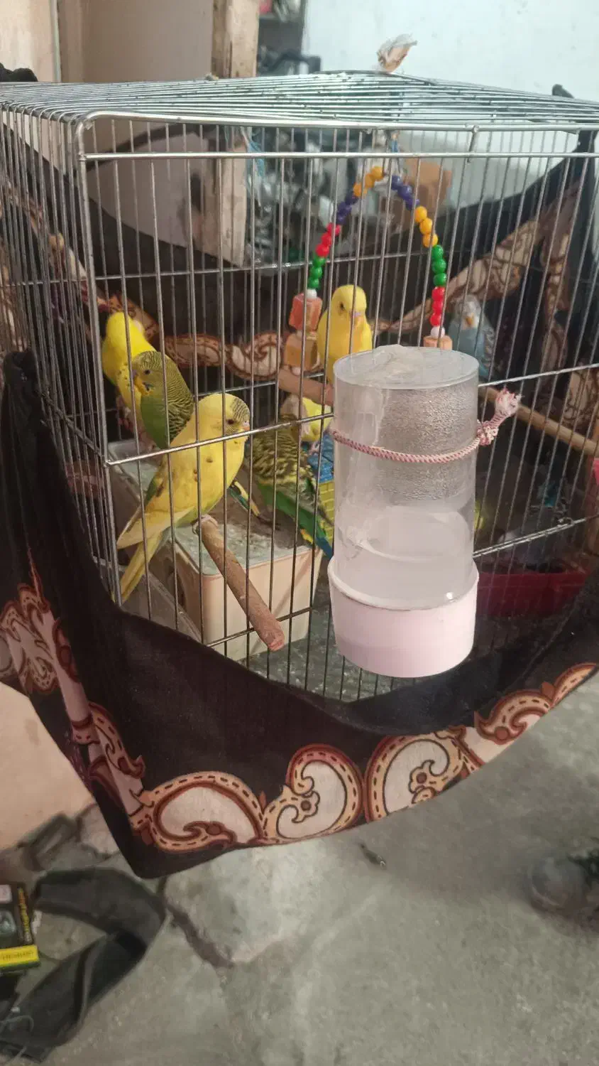 مرغ عشق|پرنده|بندر دیر, |دیوار