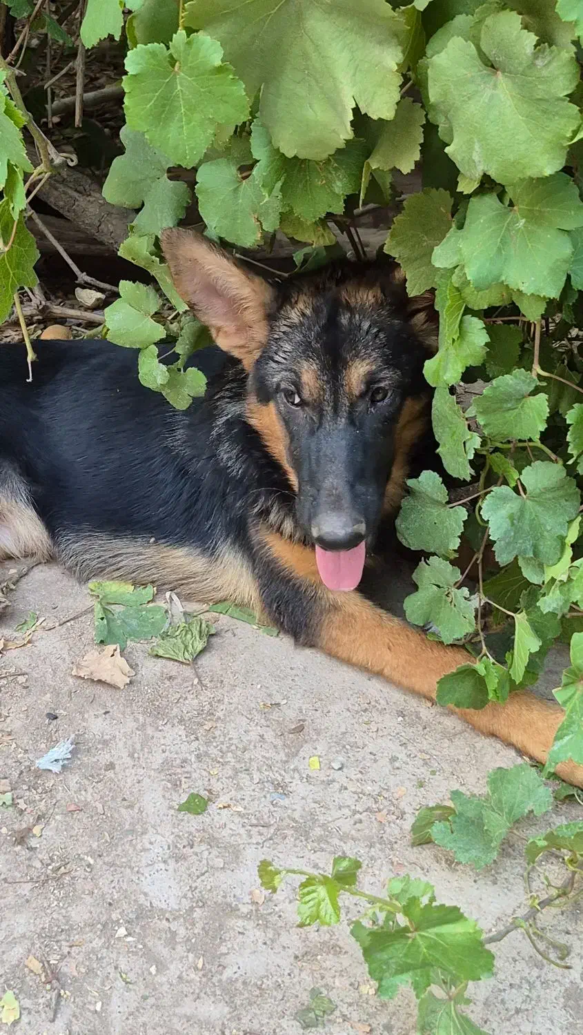 شاه توله سگ ژرمن شولاین|سگ|دزفول, |دیوار