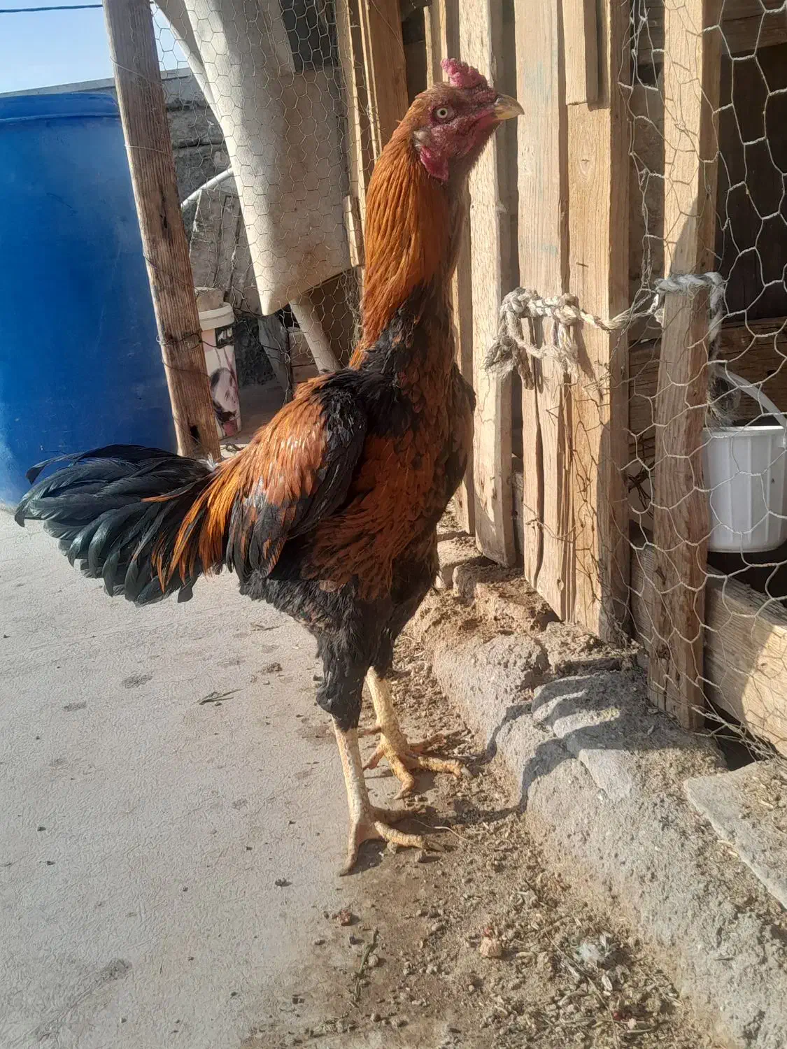 خروس لاری|حیوانات مزرعه|تهران, بهمن یار|دیوار