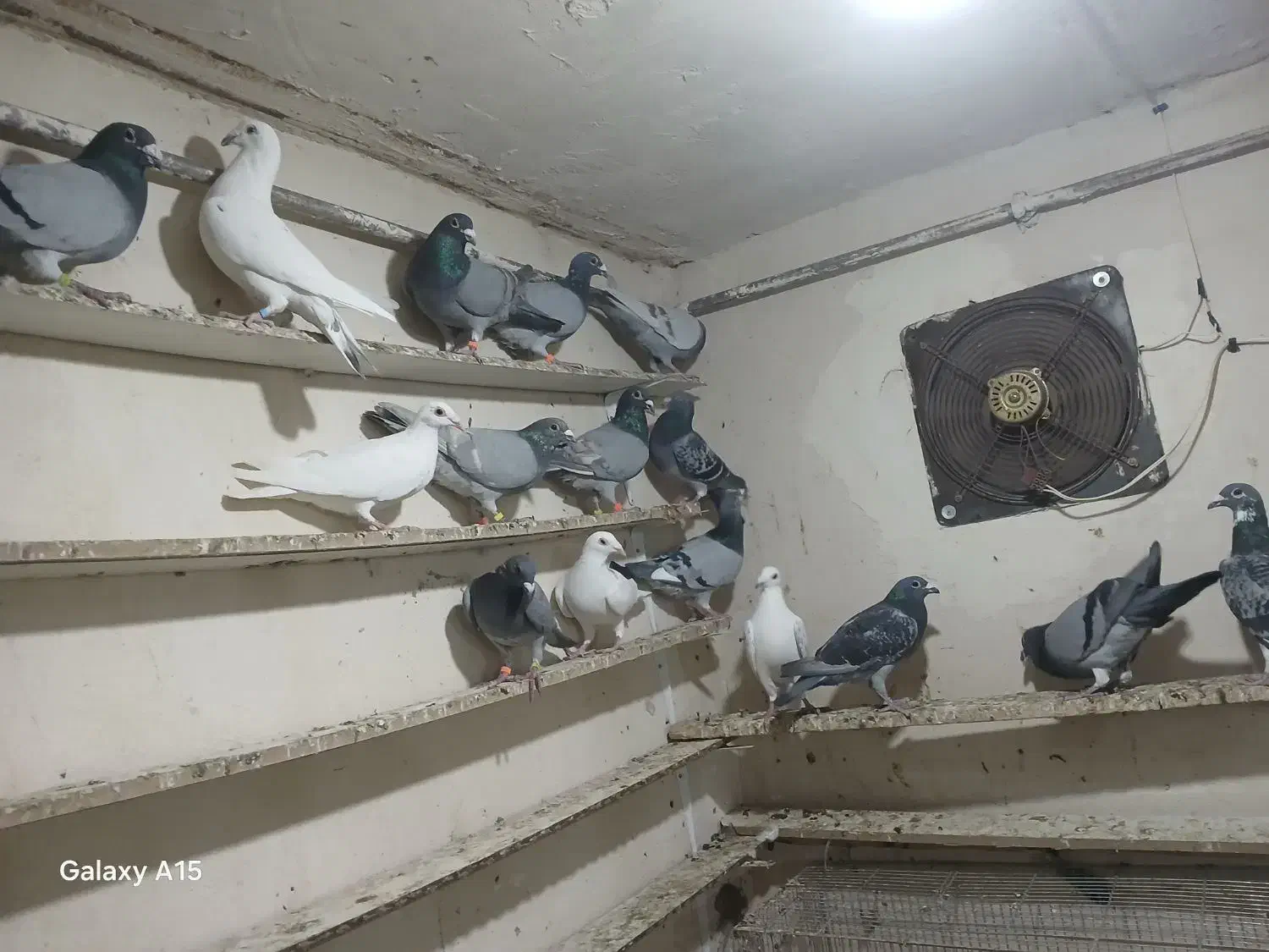 ککیلی دوبر گیلانده|پرنده|اردبیل, |دیوار