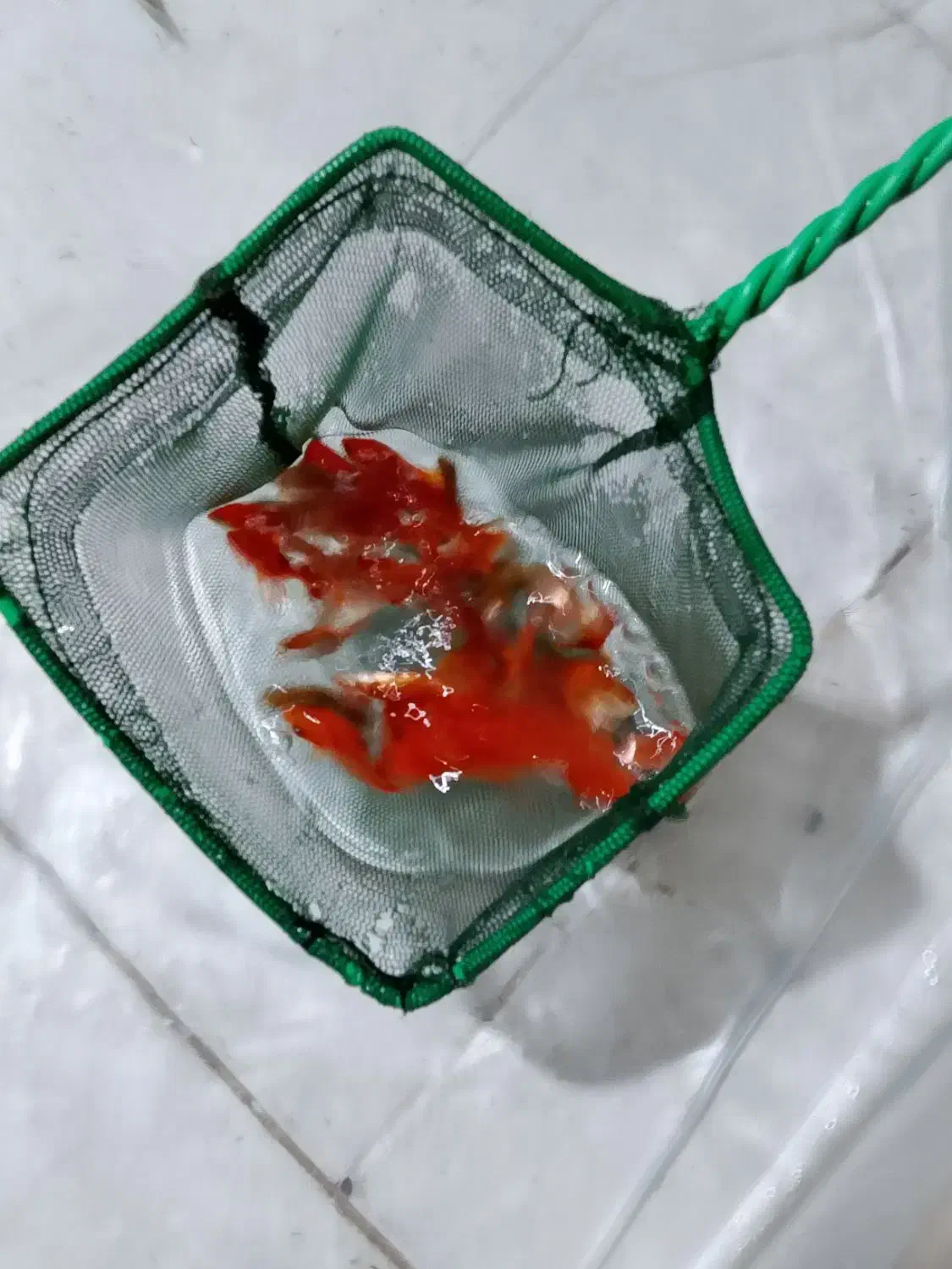 ماهی قرمز|ماهی|یزد, |دیوار