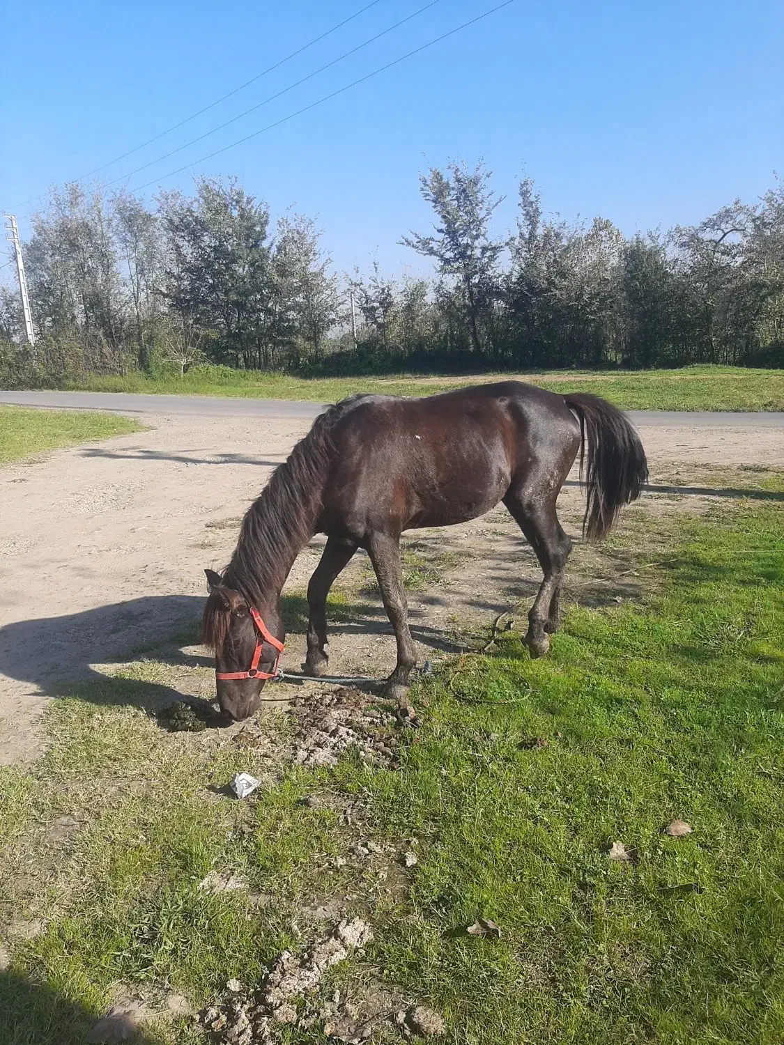 اسب مشکی سرعتی|اسب و تجهیزات اسبسواری|لاهیجان, آهندان|دیوار