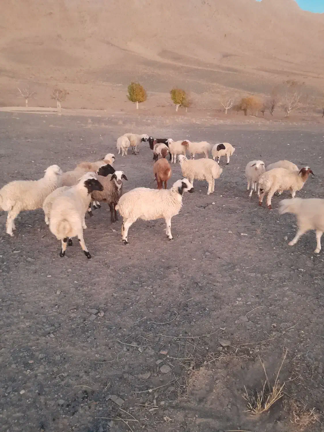 بره‌نر|حیوانات مزرعه|محلات, |دیوار