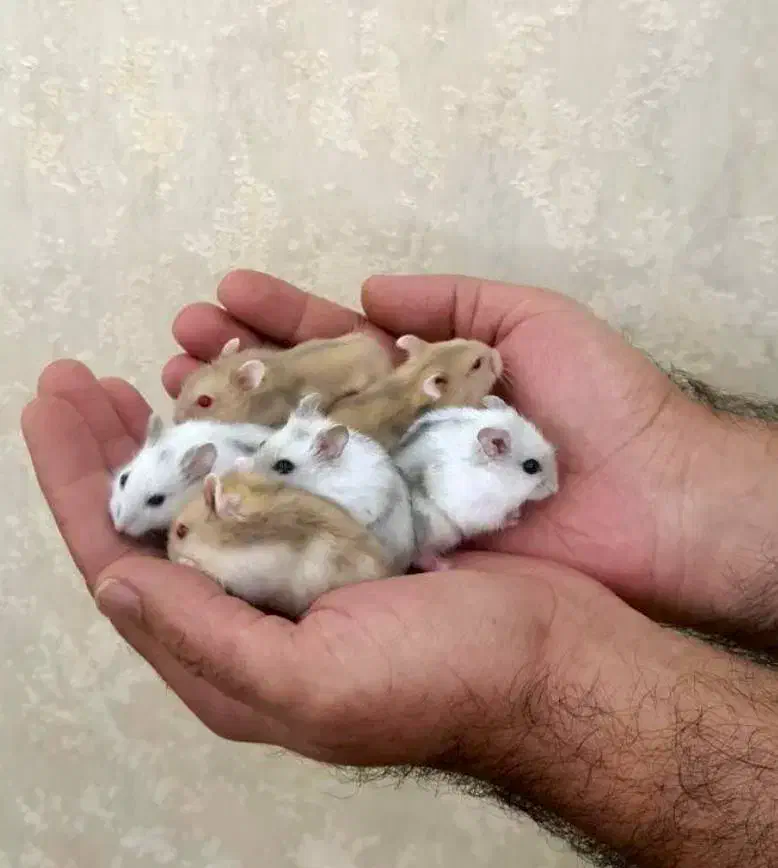 همستر نژاد مینیاتوری|موش و خرگوش|ارومیه, |دیوار