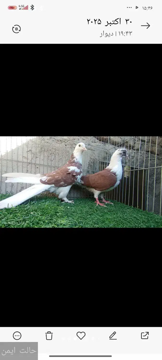 کبوتر خوشگل|پرنده|بافت, |دیوار