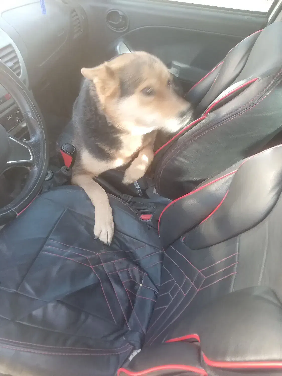 سگ ژرمن واسه نگهبانی|سگ|نوده انقلاب, |دیوار