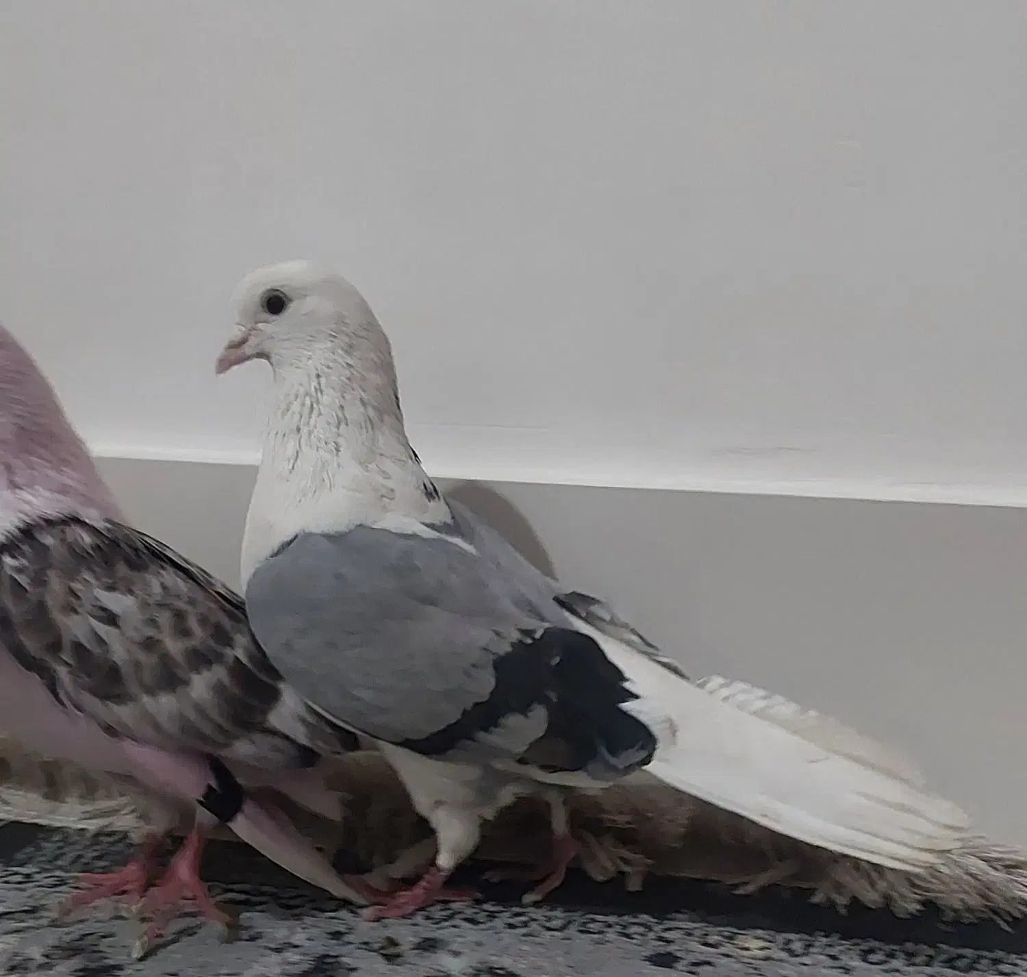 شازده|پرنده|کوهدشت, |دیوار