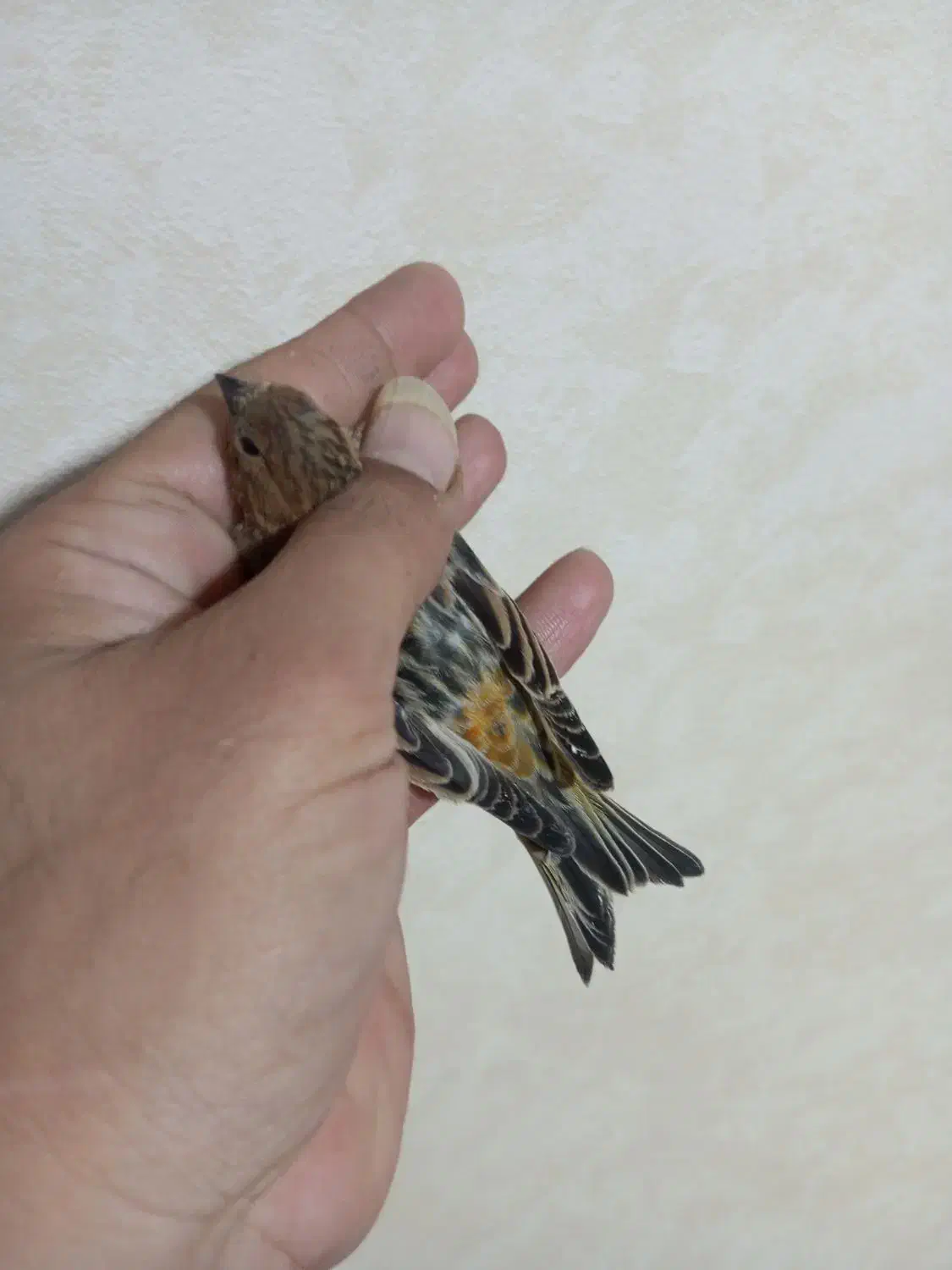 گلبسر قناری،فنچ کینگ،سهره|پرنده|کرج, حیدرآباد|دیوار