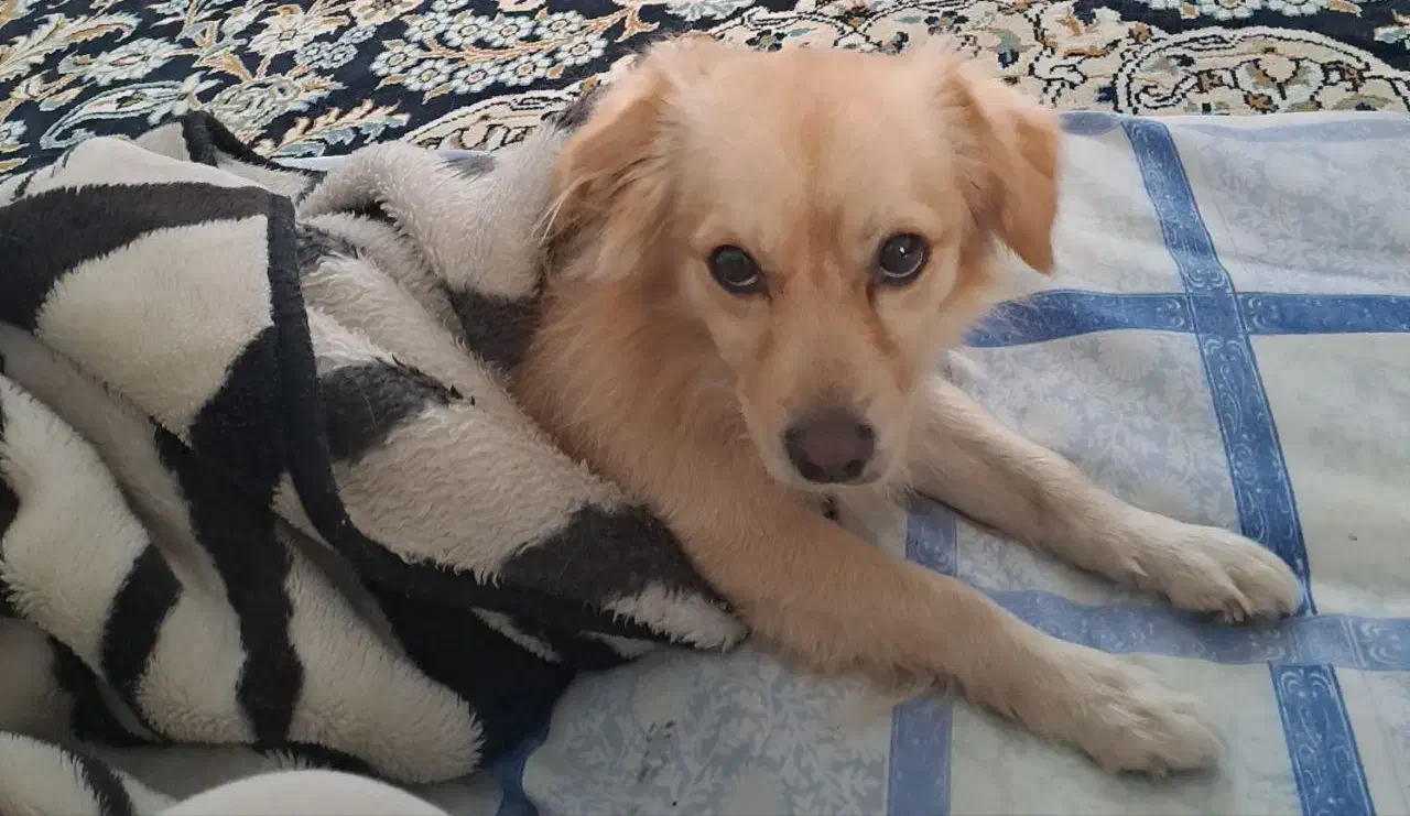 پاکوتاه نر پامرین|حیوانات|نیشابور, کوی یغما|دیوار