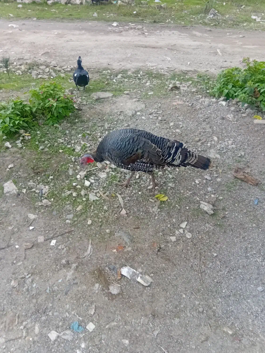 معاوضه بوقلمون ماده بانر|حیوانات مزرعه|رشت, پیرکلاچای|دیوار