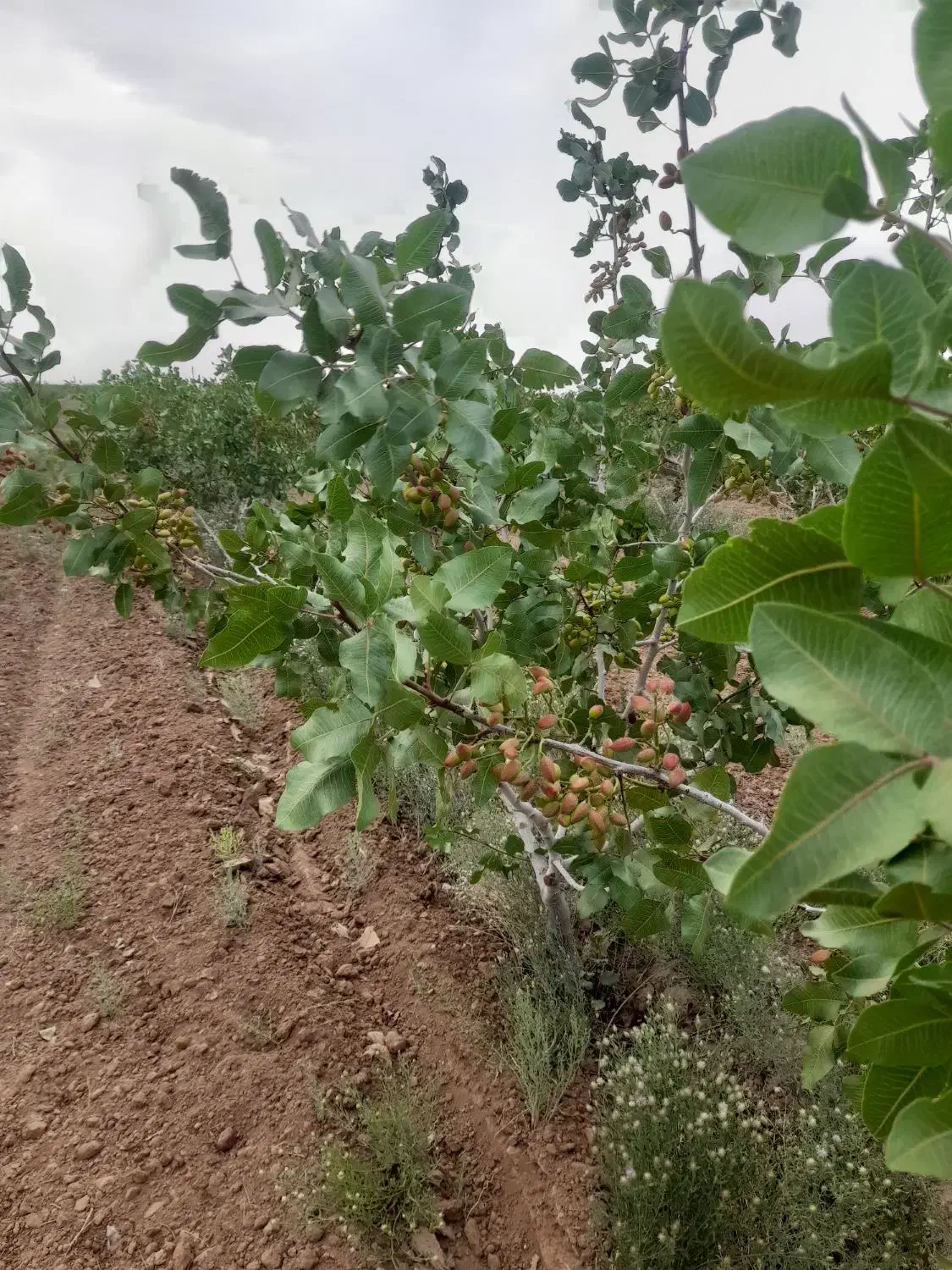 باغ پسته 12ساله|فروش دفتر صنعتی، کشاورزی، تجاری|تایباد, |دیوار