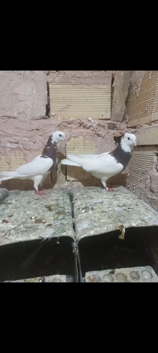 کبوتر طوقی،ساده،خارا|پرنده|سبزوار, امیر کبیر|دیوار