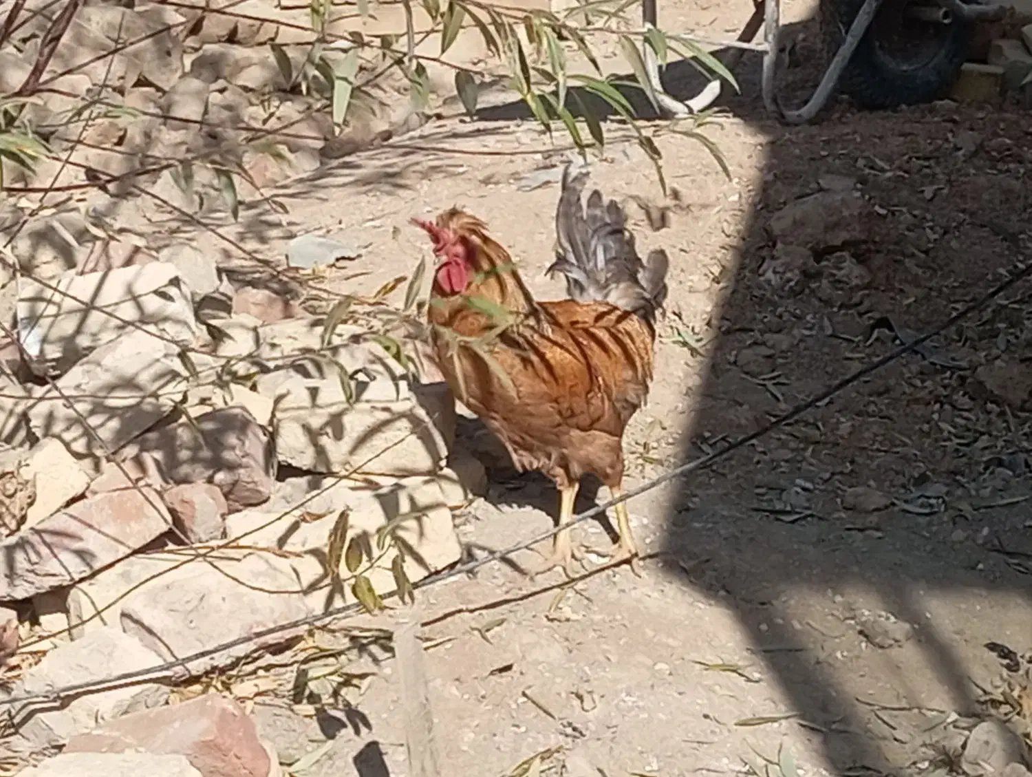 پرنده زیبا|پرنده|رزن, |دیوار