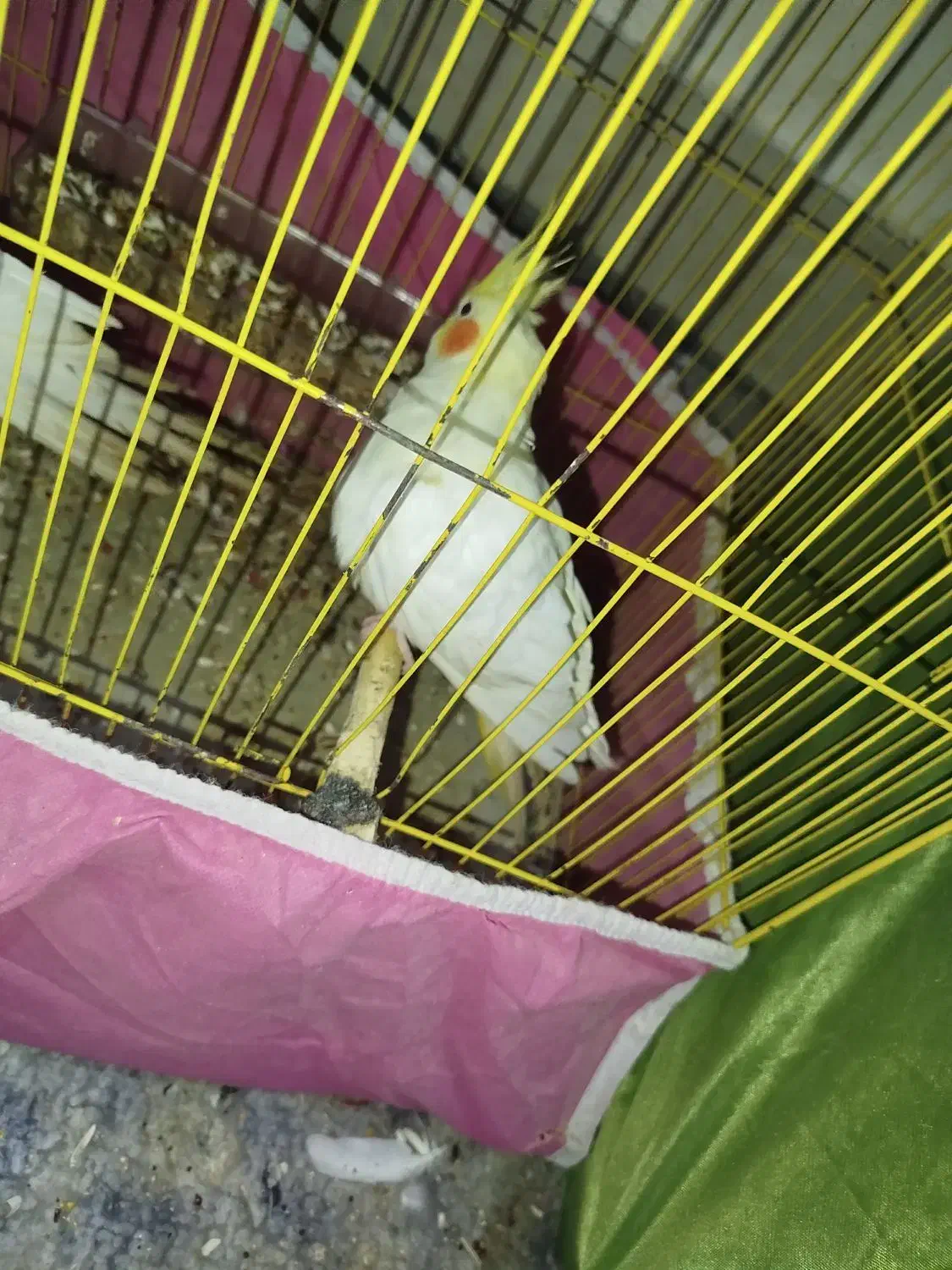 طوطی عروس هلندی|پرنده|بندر ماهشهر, |دیوار