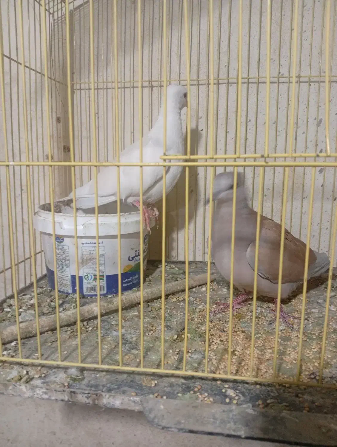 یک جفت کبوتر محلی|پرنده|میناب, |دیوار