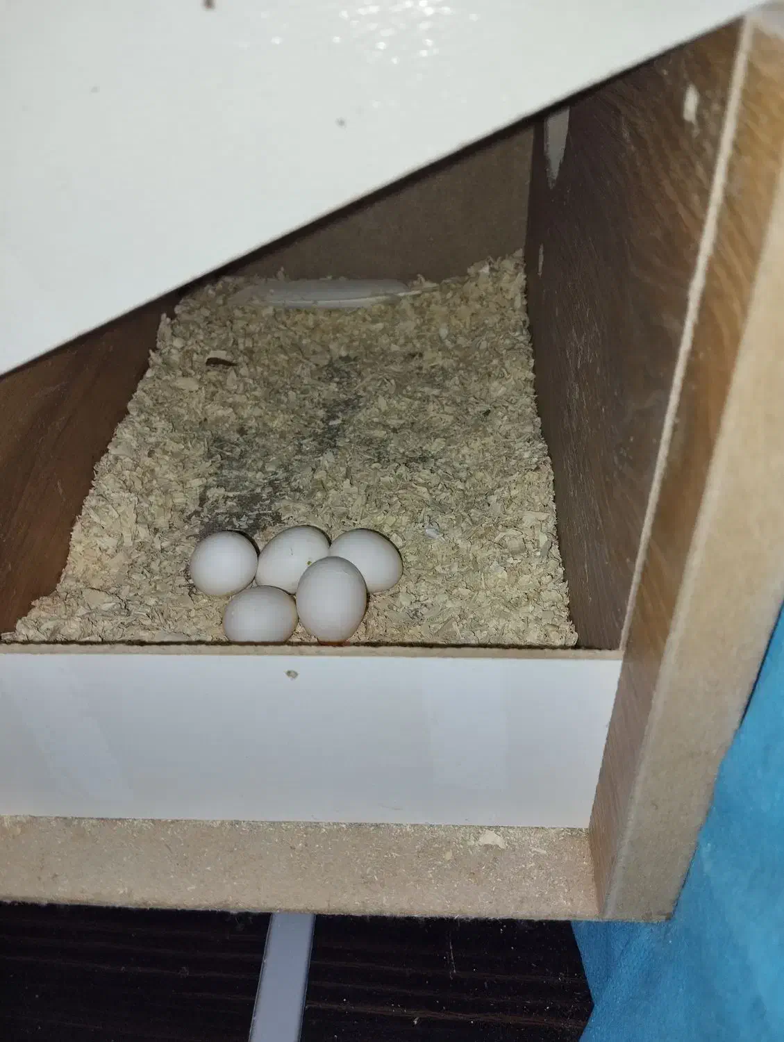 عروس هلندی ماده لوتینو با تخم|پرنده|زاهدان, |دیوار