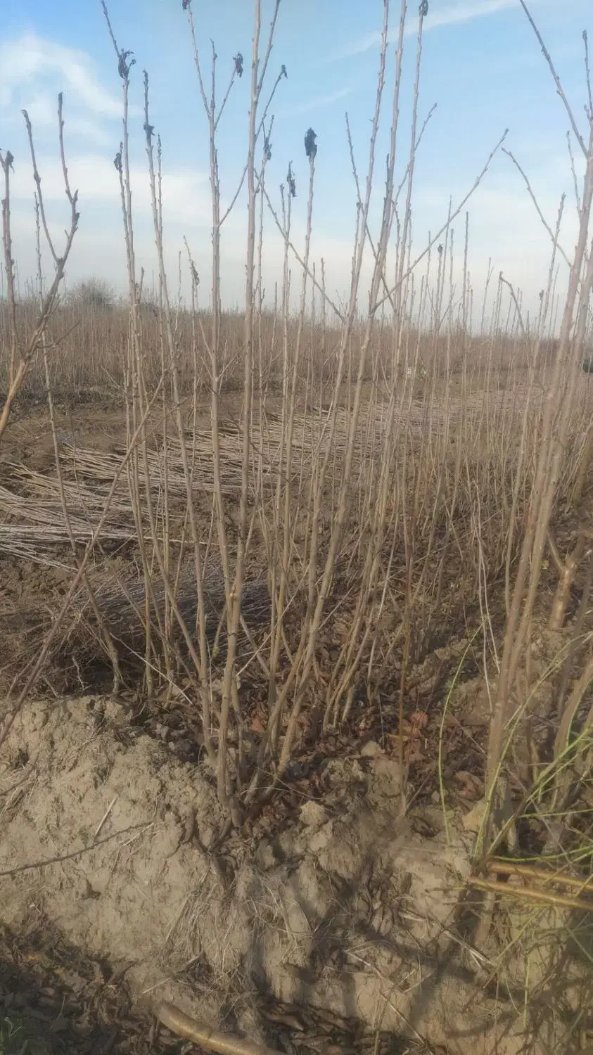 نهال گیلاس|خدمات باغبانی و درختکاری|بجنورد, |دیوار