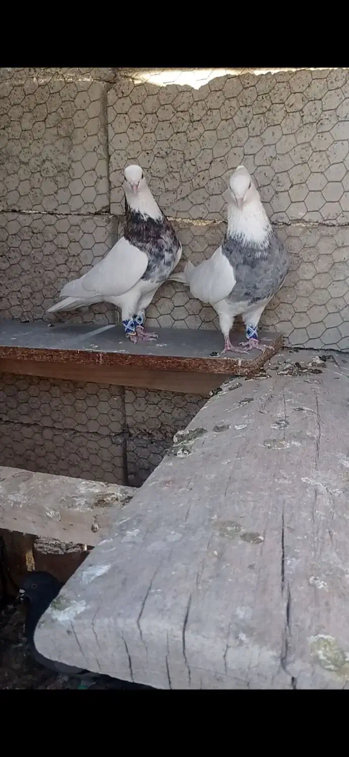 کبوتر طوقی هفت رنگ|پرنده|چادگان, |دیوار