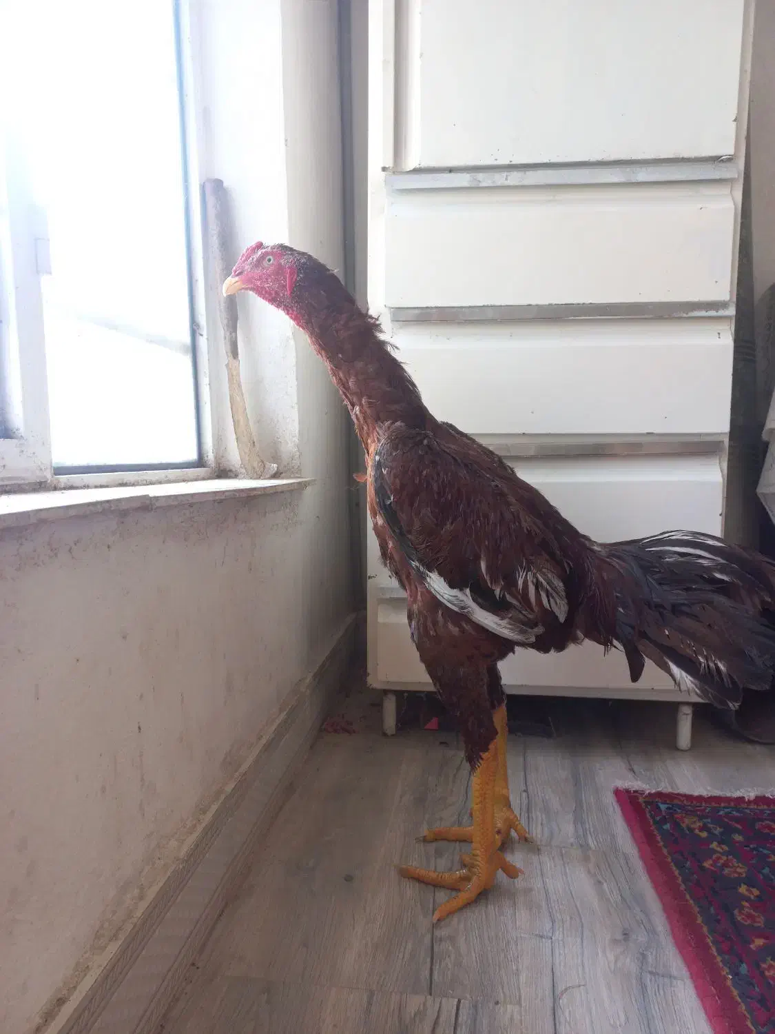 خروس مزرعه|حیوانات مزرعه|رشت, احمد گوراب|دیوار