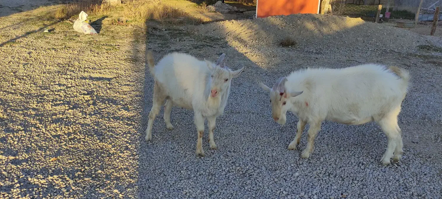 باسلام.   بز نره سانن|حیوانات مزرعه|رزن, |دیوار