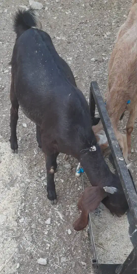 یک بز هلندی آبستن|حیوانات مزرعه|ملکشاهی, |دیوار