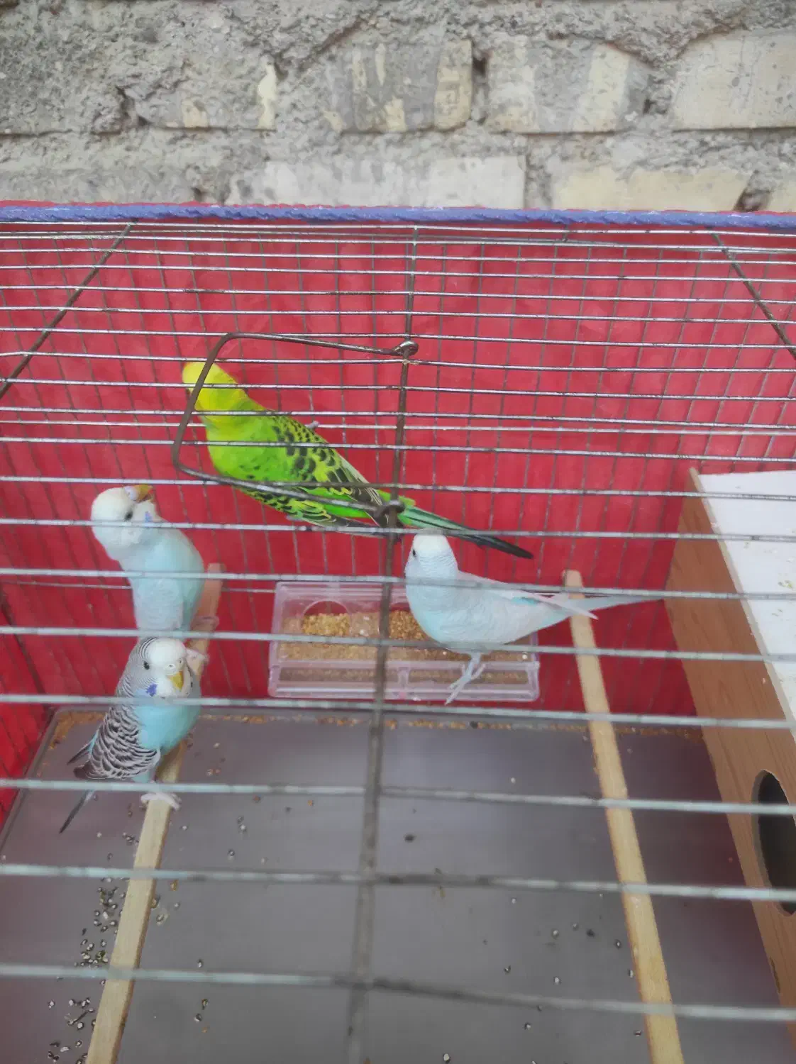 اهواز|پرنده|اهواز, شهرک نفت|دیوار