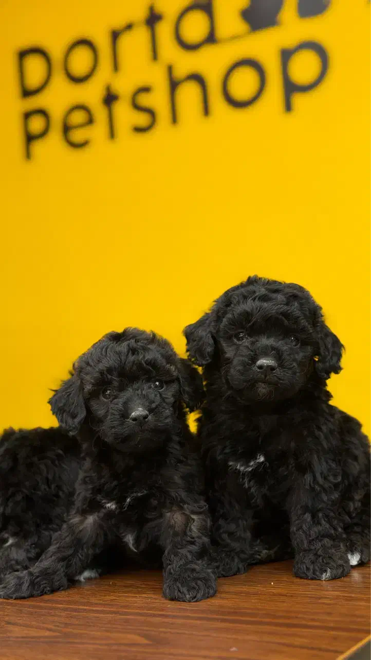 سگ توی پودل رنگ بلک وارداتی از روسیه|سگ|تهران, شهرک غرب|دیوار