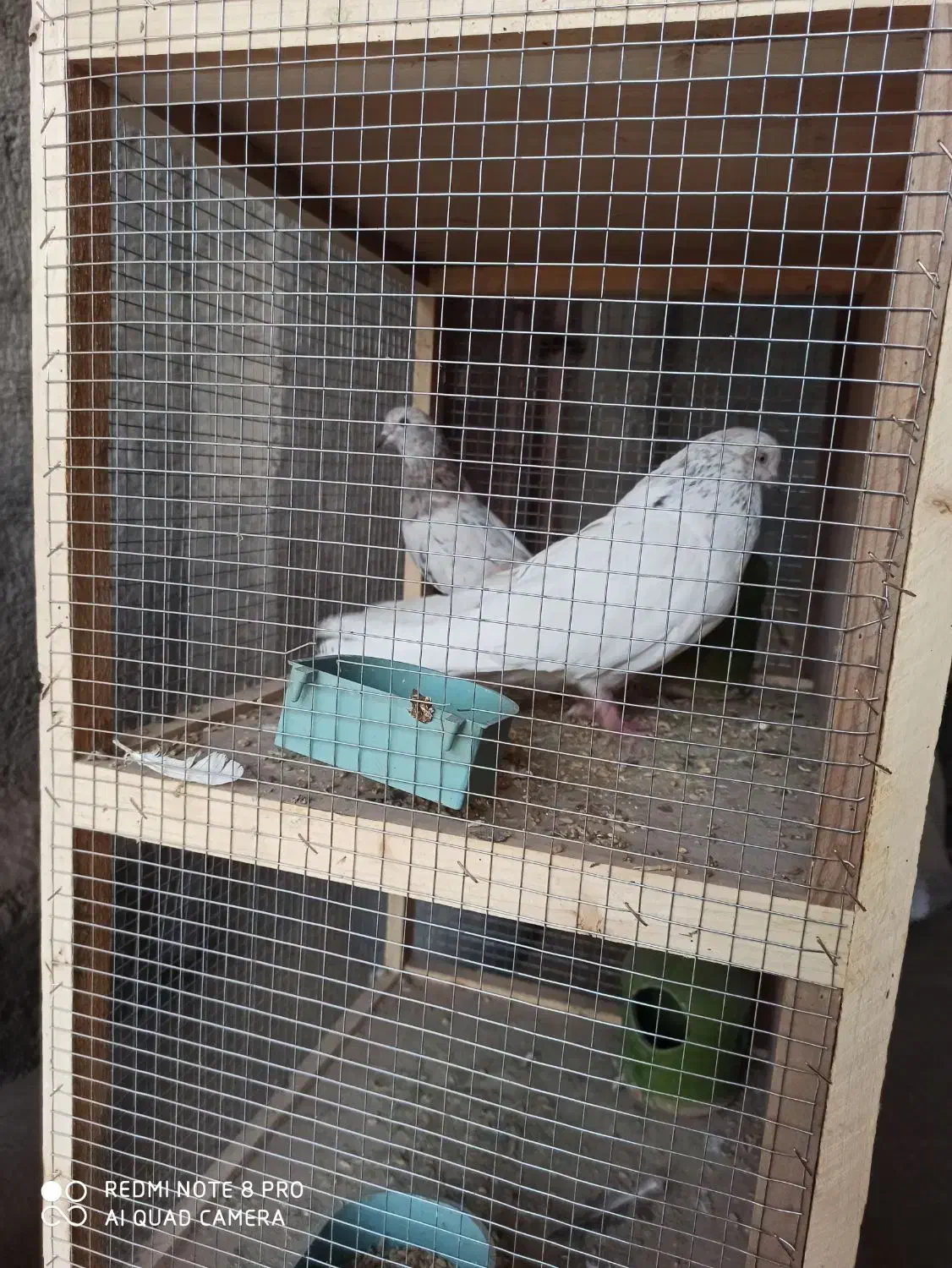 فروش کبوتر پرشی ونقشی|پرنده|پیر بکران, |دیوار