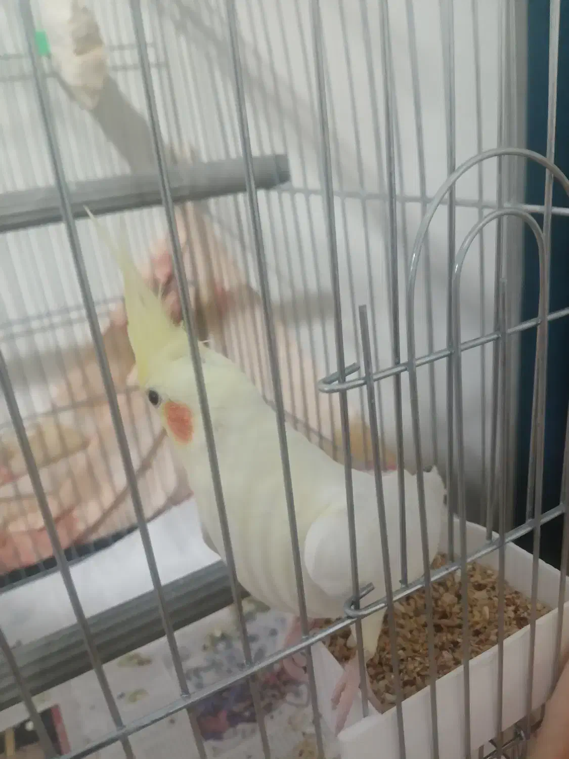 عروس هلندی نر|پرنده|رشت, گلزاران|دیوار