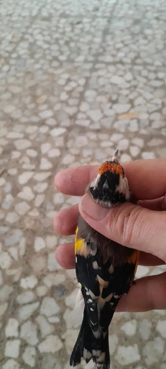 تعدادی سهره کهنه قفس|پرنده|ساری, |دیوار