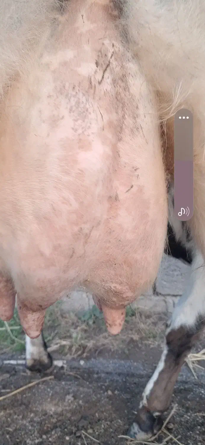 گاو دورگ محلی حامله همراه گوساله نر دورگ سیاه سفید|حیوانات مزرعه|ماسال, |دیوار