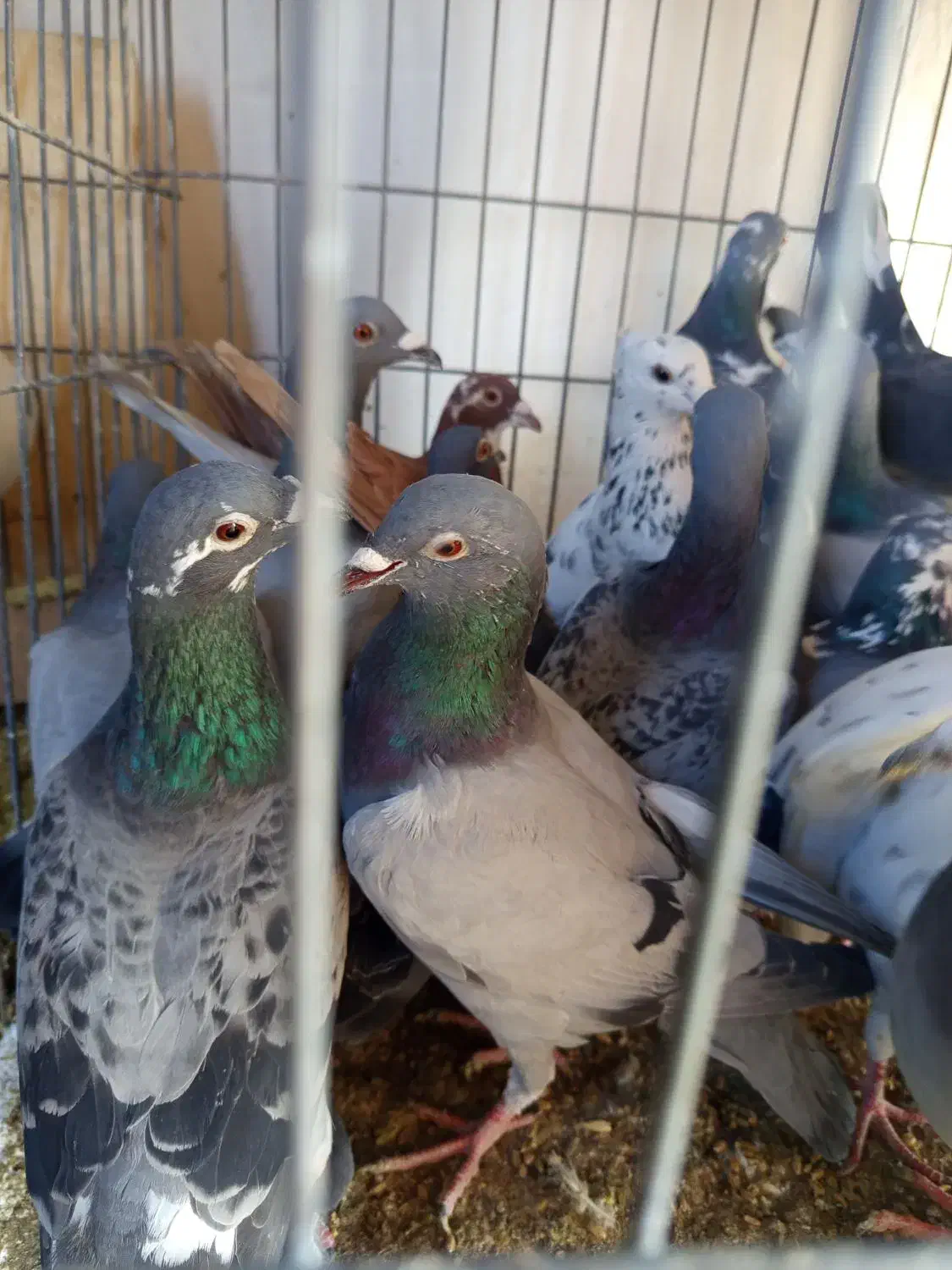 حیوان|پرنده|کرج, خرمدشت|دیوار