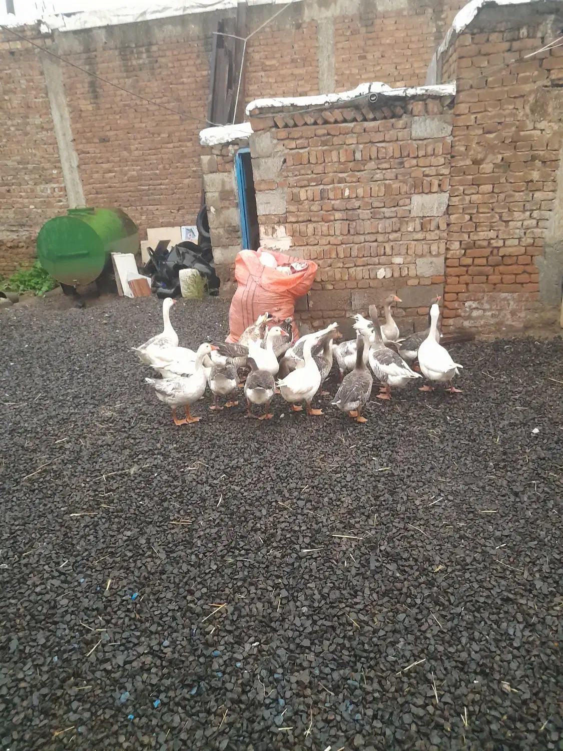 غاز محلی|حیوانات مزرعه|نمین, |دیوار