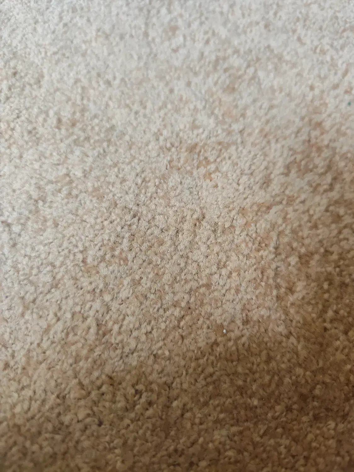 موکت پالاز|موکت|اصفهان, بوستان کوهستانی صفه|دیوار