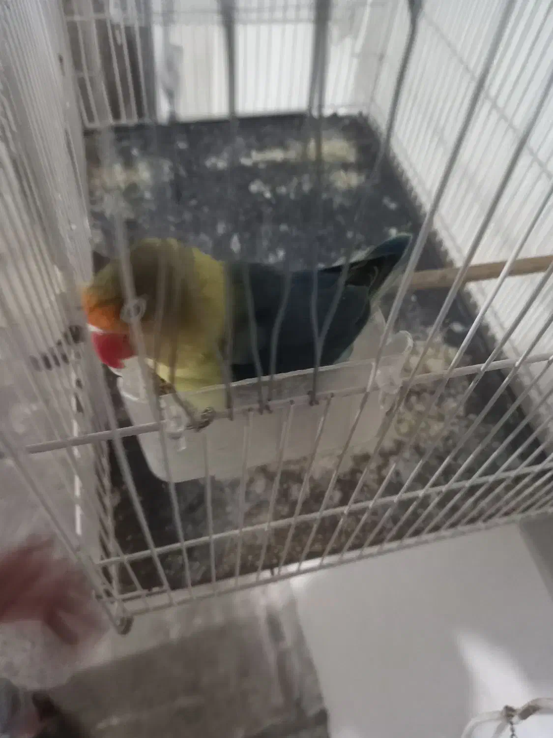 عروس کوتوله|پرنده|تربتحیدریه, یحیی آباد|دیوار