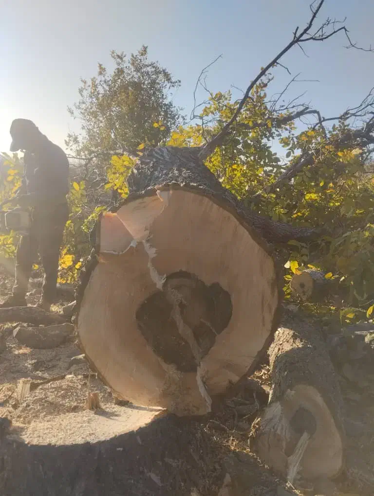 خرید انواع چوب باغی با قیمت مناسب|خدمات باغبانی و درختکاری|بافت, |دیوار