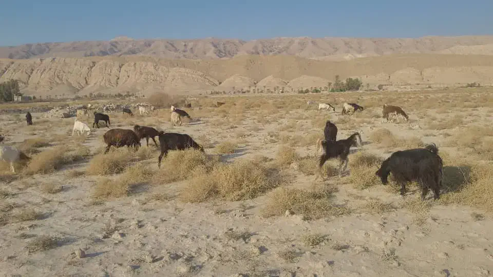 بز ابستن چند روز دیگ وقتشه|حیوانات مزرعه|ارد, |دیوار