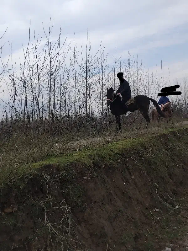 نریون دوخون 6سال|اسب و تجهیزات اسب‌سواری|تولم شهر, |دیوار