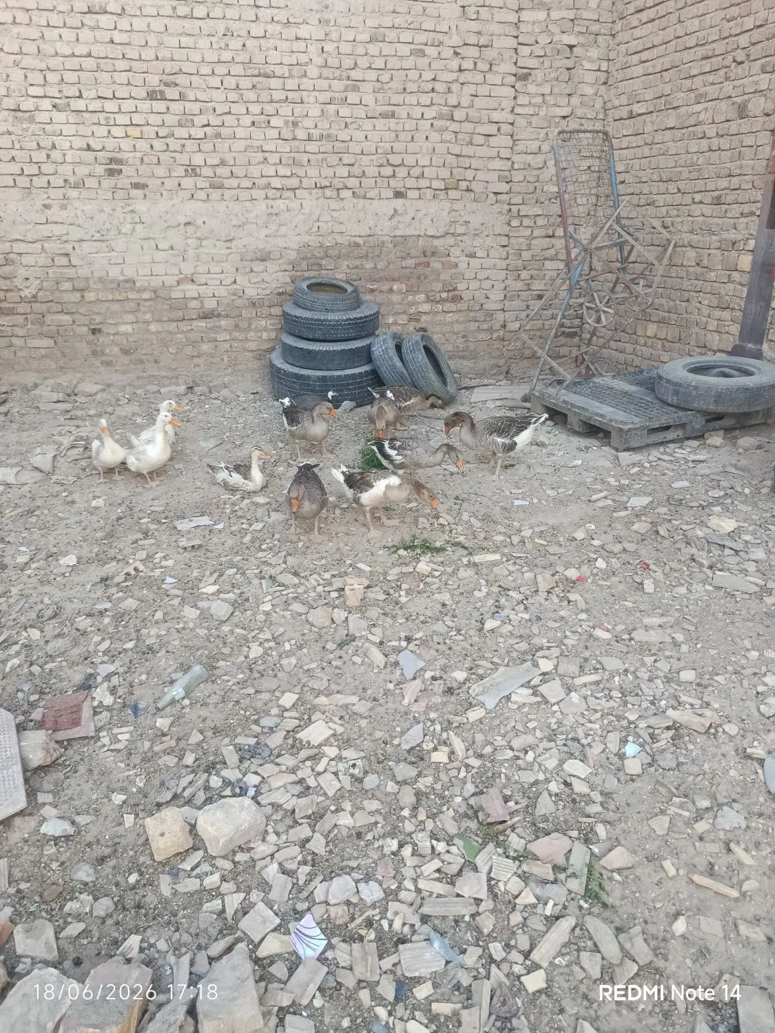 غاز|حیوانات مزرعه|زابل, |دیوار