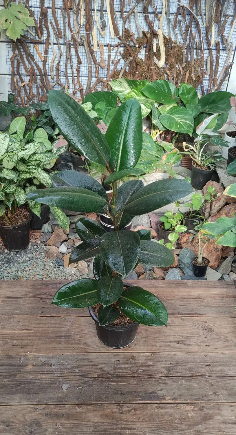 گیاهان آپارتمانی (فیکوس)|گل و گیاه طبیعی|خمینی‌شهر, |دیوار