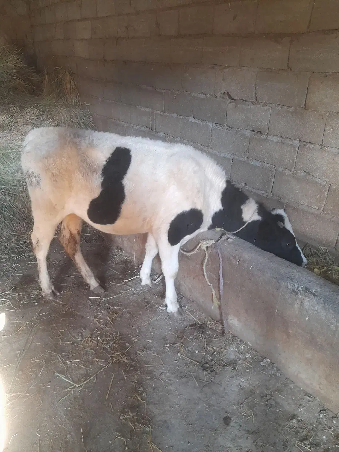 عرضه گوشت گوساله و بره سبک وزن واقعی|خوردنی و آشامیدنی|نمین, |دیوار